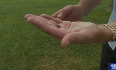 Armyworms are marching and on the move again according to the accounts of homeowners.