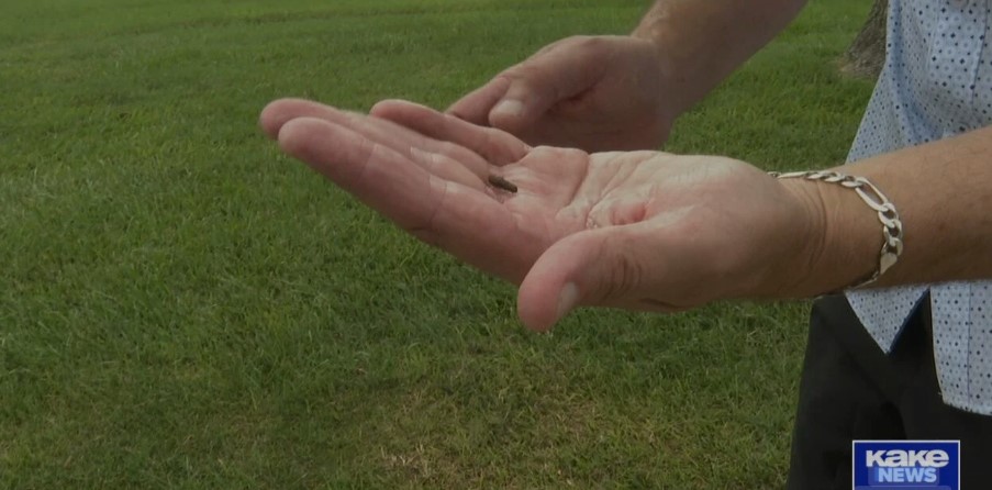 <i>KAKE via CNN Newsource</i><br/>Armyworms are marching and on the move again according to the accounts of homeowners.