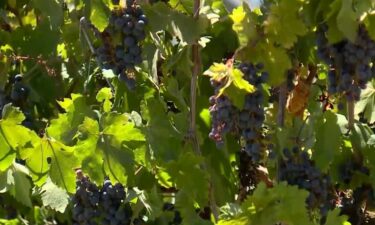 As harvest season arrives in Northern California