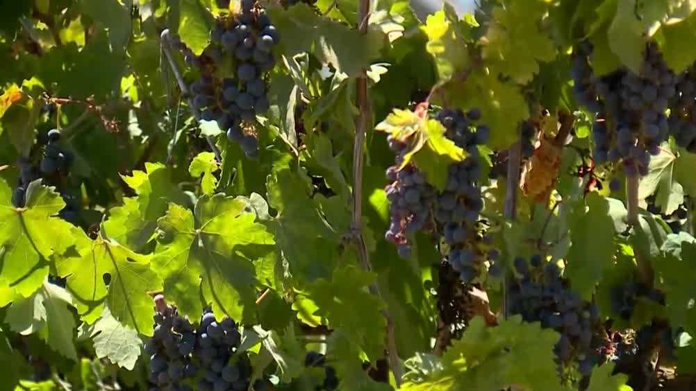 <i>KCRA via CNN Newsource</i><br/>As harvest season arrives in Northern California