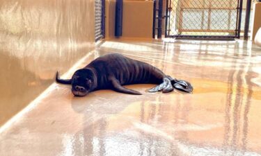 NOAA Fisheries is reminding the public how crucial it is to give seal mothers and pups space during their nursing period as two monk seal pups remain under care at The Marine Mammal Center’s Hawaiian Monk Seal Hospital.