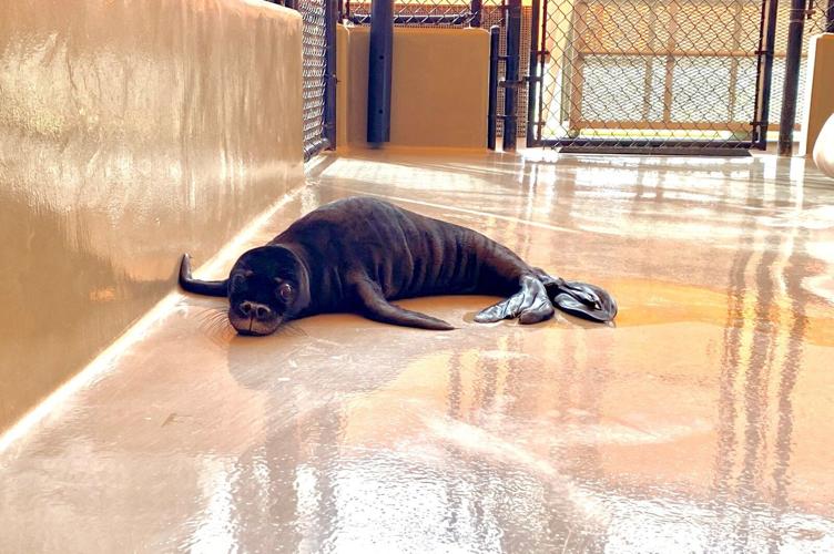 <i>Courtesy NOAA Fisheries/KITV via CNN Newsource</i><br/>NOAA Fisheries is reminding the public how crucial it is to give seal mothers and pups space during their nursing period as two monk seal pups remain under care at The Marine Mammal Center’s Hawaiian Monk Seal Hospital.