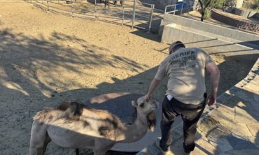 Officials say among those rescued were horses