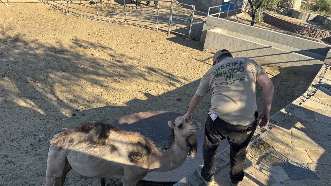 <i>Maricopa County Sheriff's Office/KNXV via CNN Newsource</i><br/>Officials say among those rescued were horses
