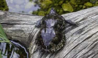 Peanut the Conservation Turtle asks everyone instead of giving her gifts