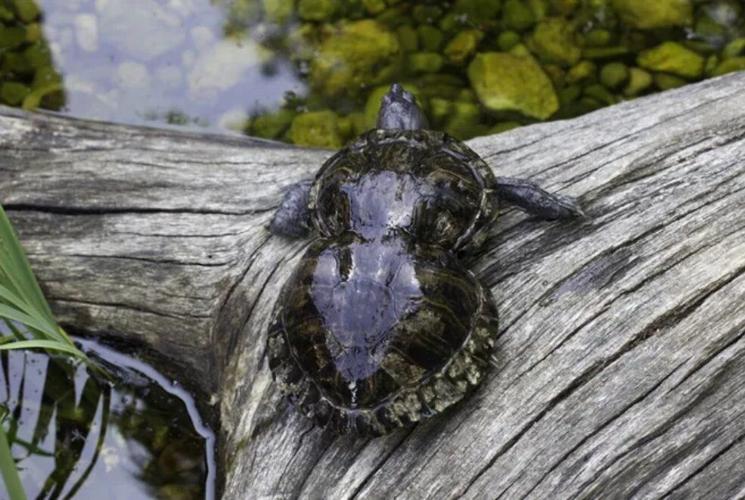 <i>KOAM via CNN Newsource</i><br/>Peanut the Conservation Turtle asks everyone instead of giving her gifts