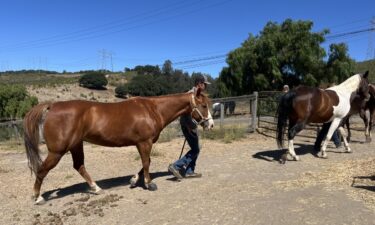 Varian Equestrian Center in Arroyo Grande is helping horses displaced by Gifford Fire evacuations.