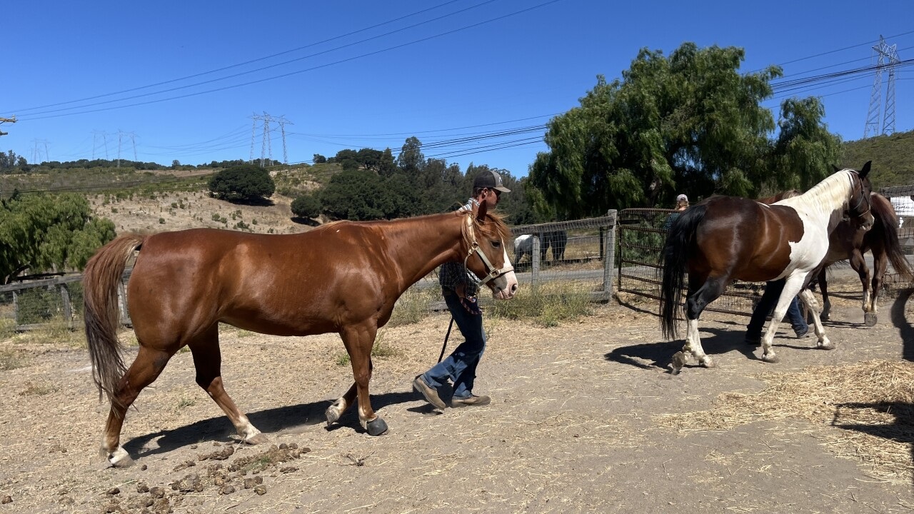 <i>Makayla Richardson/KSBY News via CNN Newsource</i><br/>Varian Equestrian Center in Arroyo Grande is helping horses displaced by Gifford Fire evacuations.