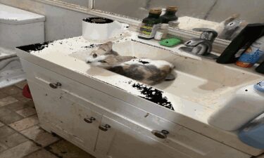 Animals removed from Olga home.