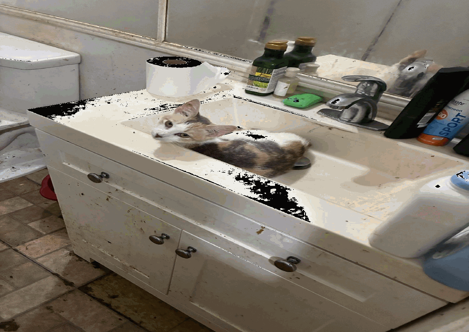 <i>Lee County Domestic Animal Services/WBBH via CNN Newsource</i><br/>Animals removed from Olga home.