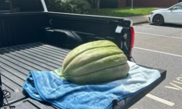 This state record-breaking cantaloupe weighs in at nearly 73 pounds.