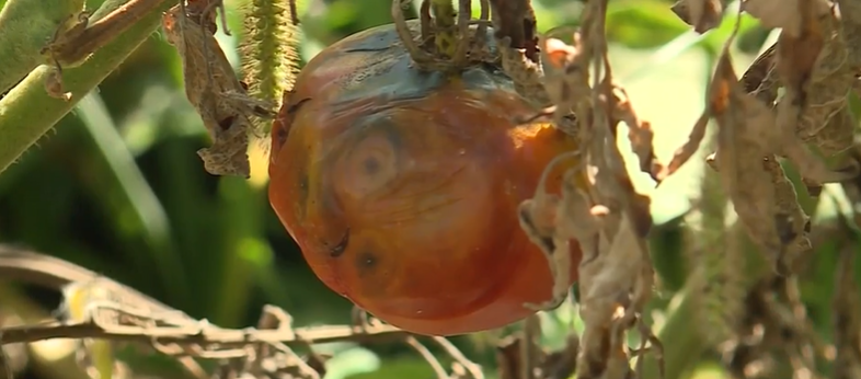 <i>KMBC via CNN Newsource</i><br/>Kansas tomato crops were hit hard by flooding