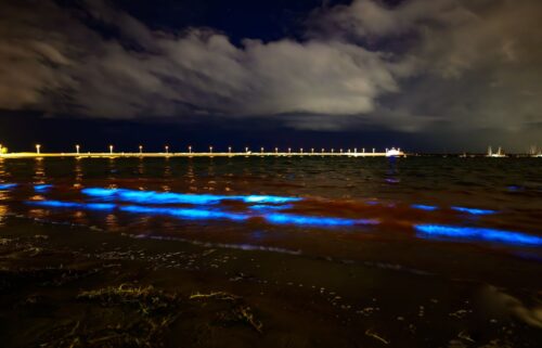 Bioluminescent algae at St. Kilda Beach in Melbourne