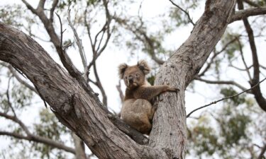 A koala affected by bushfires is released back into native bushland on February 21