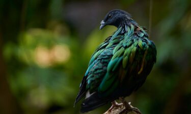 A Nicobar pigeon
