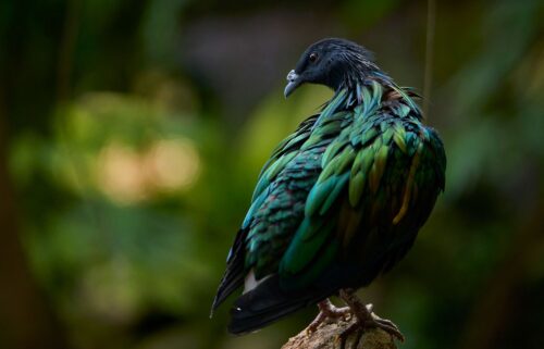 A Nicobar pigeon