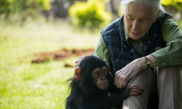 Jane Goodall met a chimpanzee named Zakayo II at Uganda’s Entebbe zoo in 2018.