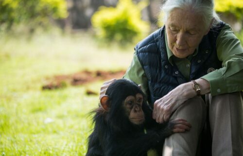 Jane Goodall met a chimpanzee named Zakayo II at Uganda’s Entebbe zoo in 2018.