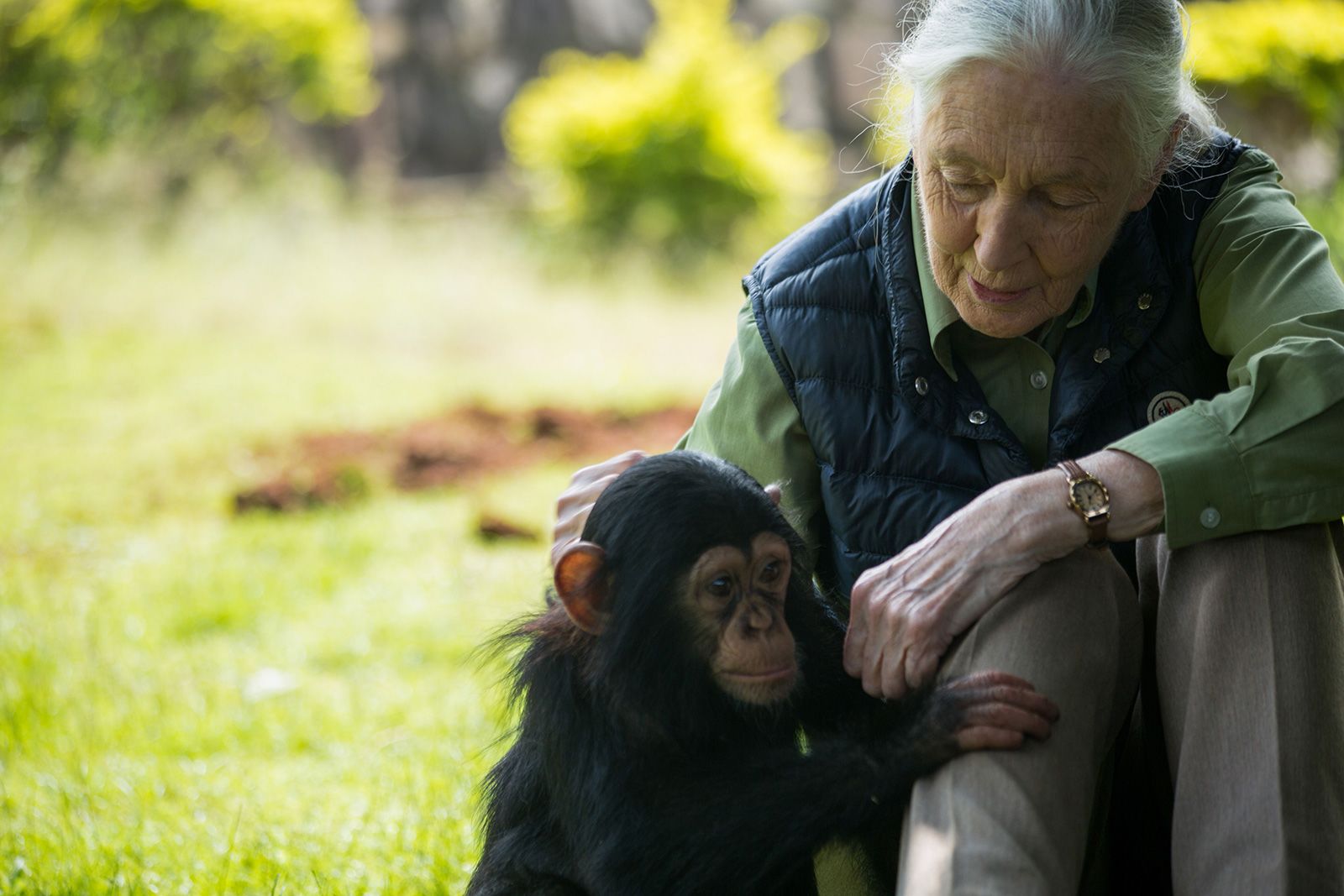 Jane Goodall met a chimpanzee named Zakayo II at Uganda’s Entebbe zoo in 2018.