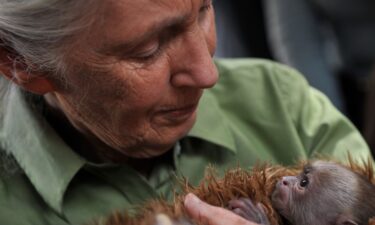 Goodall holds a baby Cariblanco monkey during her visit to the Rehabilitation Center and Primate Rescue