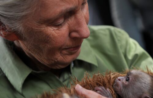 Goodall holds a baby Cariblanco monkey during her visit to the Rehabilitation Center and Primate Rescue