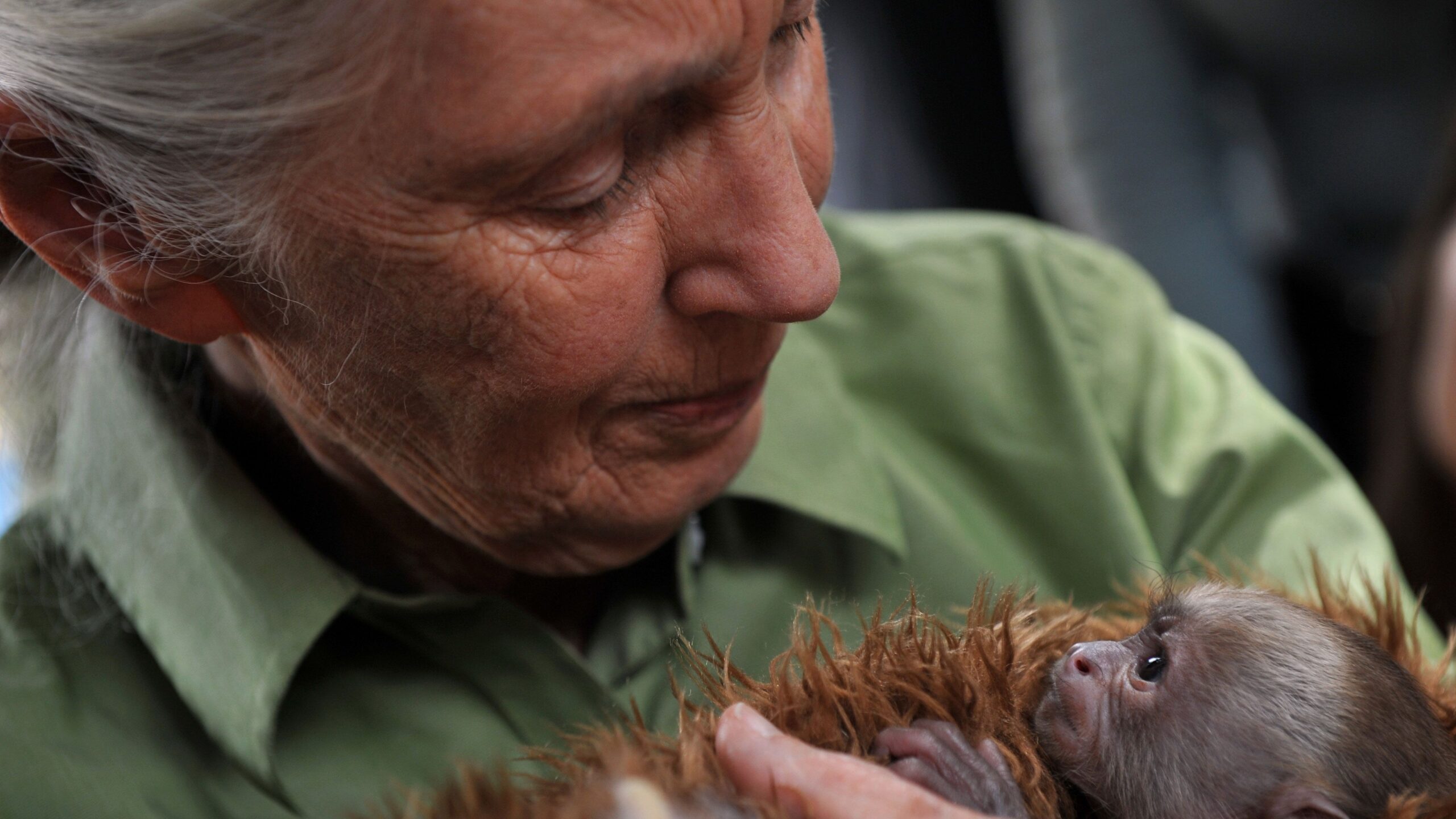 Goodall holds a baby Cariblanco monkey during her visit to the Rehabilitation Center and Primate Rescue