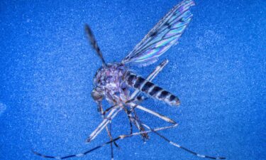 A Culiseta annulata mosquito is seen on a control monitor connected to a microscope in the laboratory for mosquito monitoring at the Friedrich-Loeffler-Institut (FLI) on the island of Riems