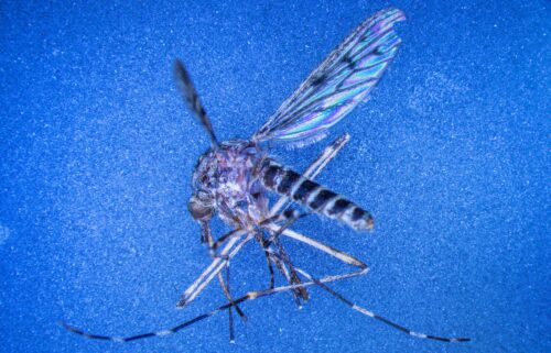A Culiseta annulata mosquito is seen on a control monitor connected to a microscope in the laboratory for mosquito monitoring at the Friedrich-Loeffler-Institut (FLI) on the island of Riems