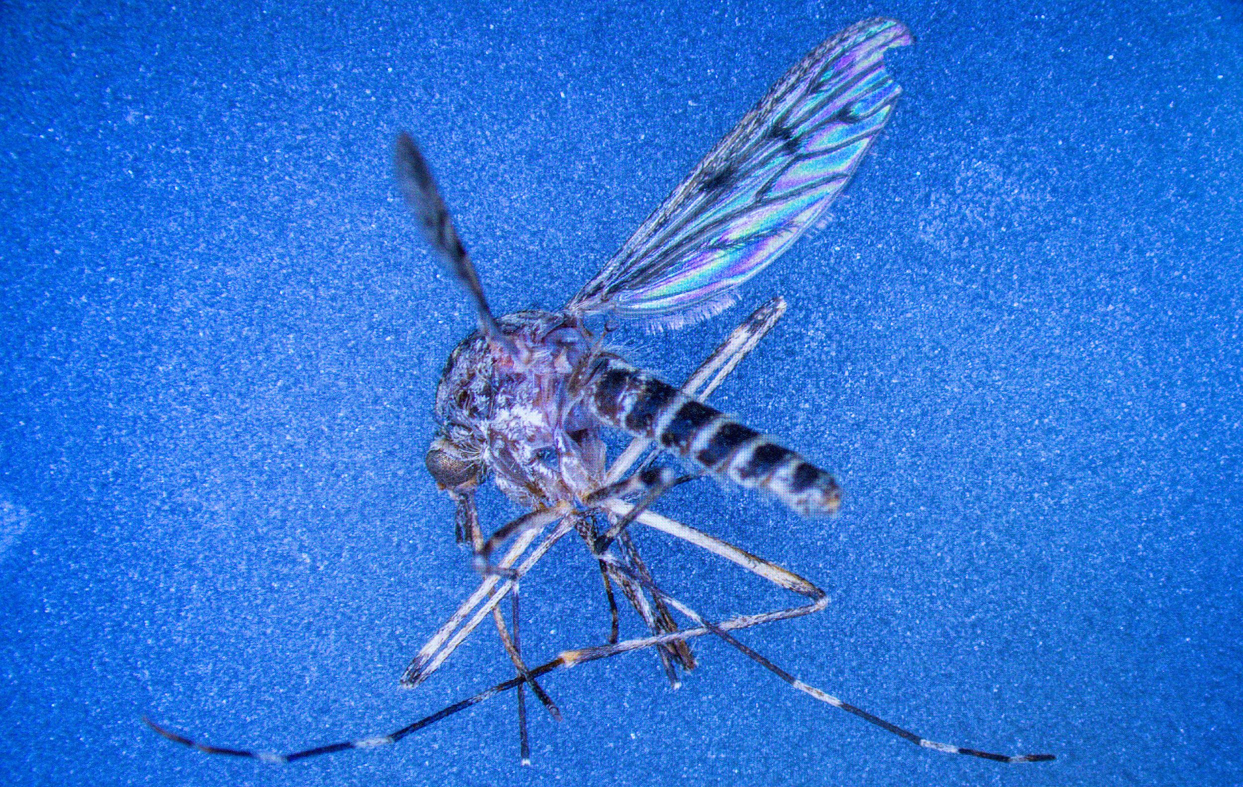 <i>Jens Büttner/picture alliance/Getty Images via CNN Newsource</i><br/>A Culiseta annulata mosquito is seen on a control monitor connected to a microscope in the laboratory for mosquito monitoring at the Friedrich-Loeffler-Institut (FLI) on the island of Riems