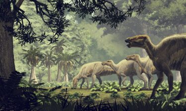 An illustration shows Edmontosaurus annectens