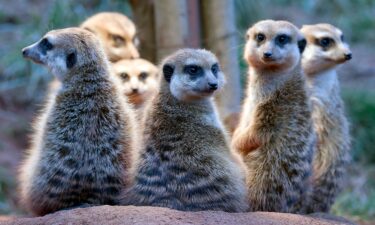 Meerkats