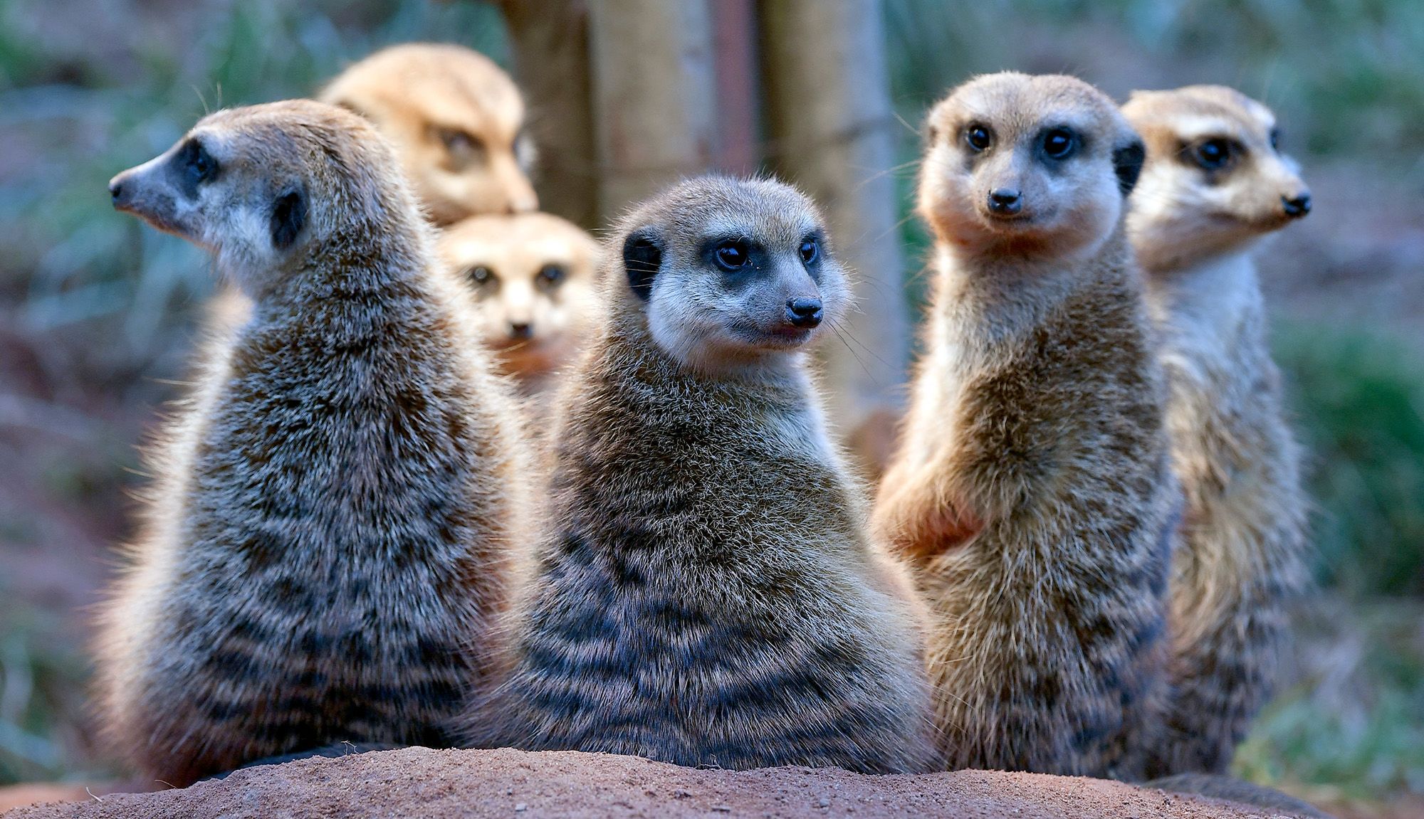 Meerkats