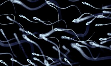 A microscopic view of spermatozoa.