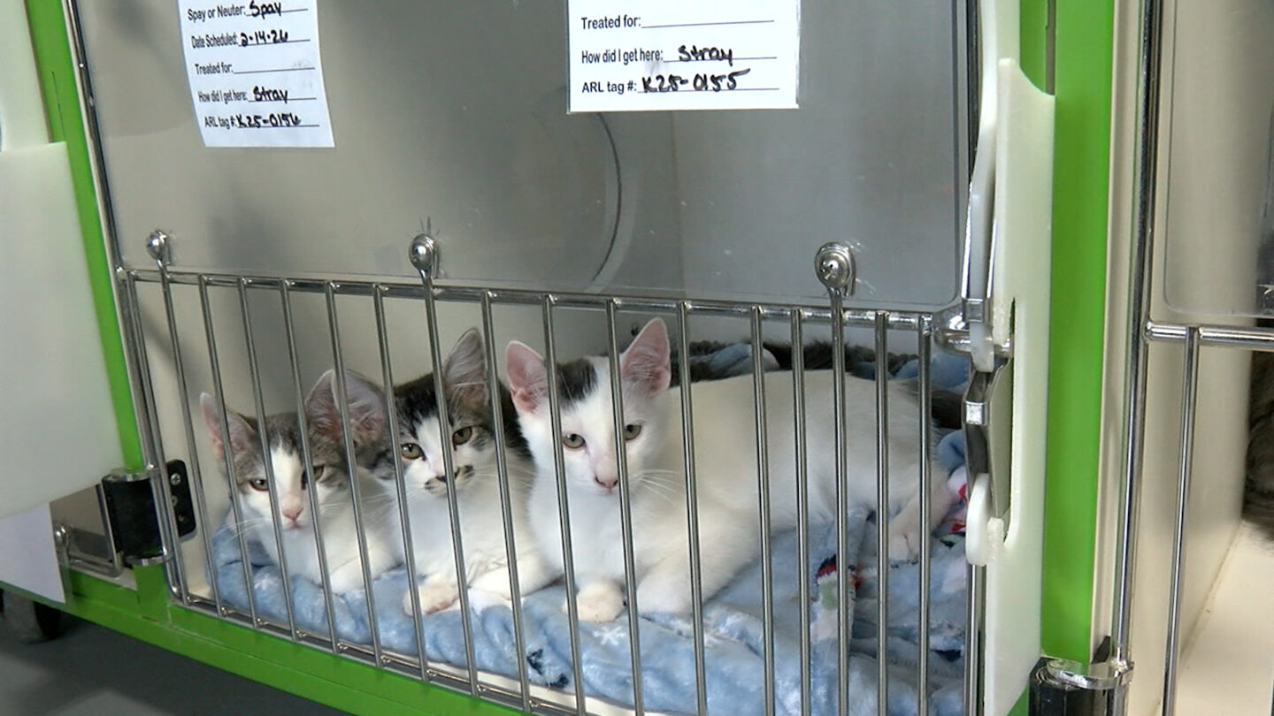 Cats at the Animal Rescue League