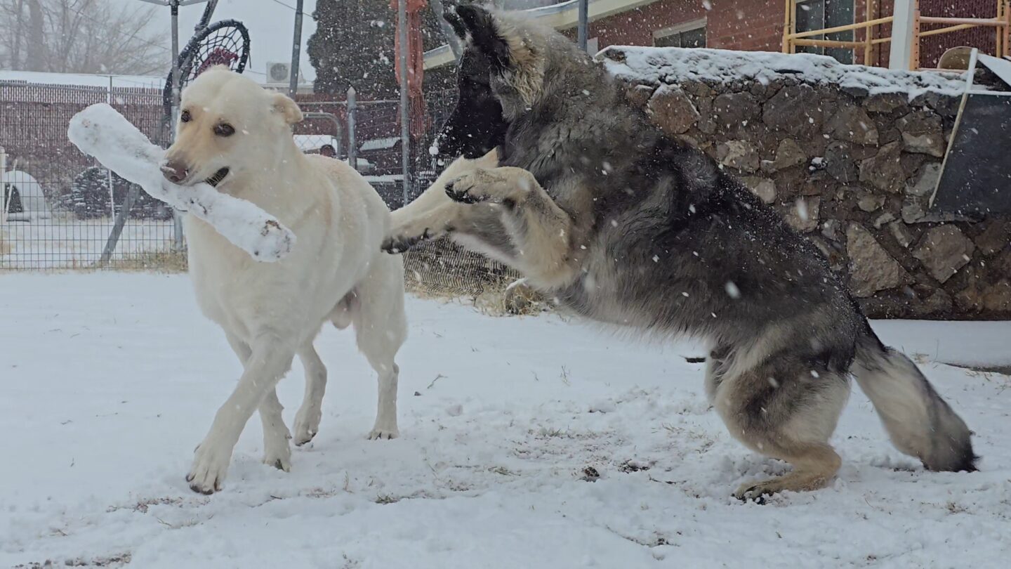 Snow in the Northeast 