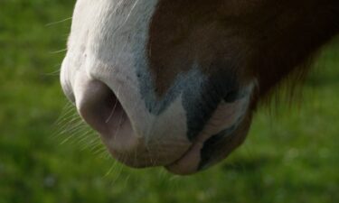 Horses were found to become more fearful when exposed to odor compounds produced by humans who had watched a scary film.