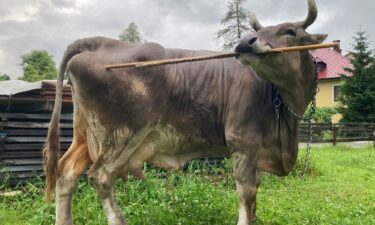Veronika the cow demonstrates her tool-using abilities by scratching herself.