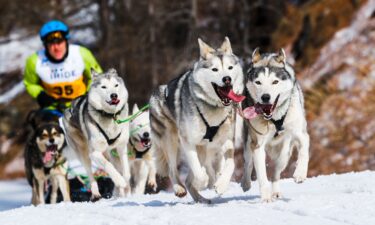 Blair Braverman with one of her dogs.