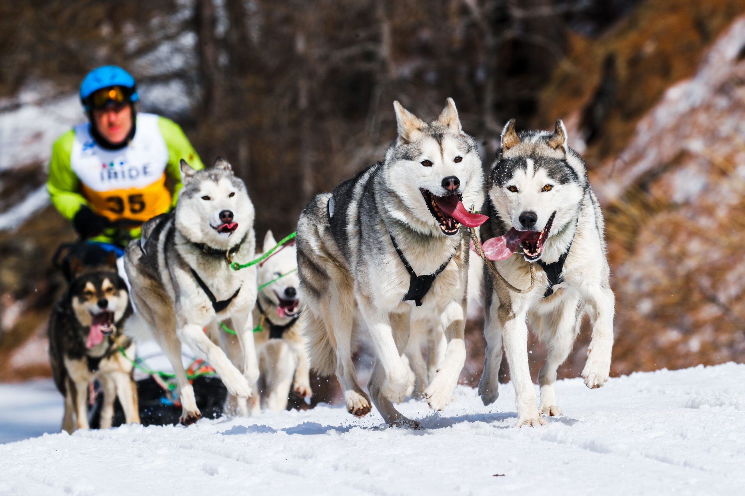 <i>Blair Braverman via CNN Newsource</i><br/>Blair Braverman with one of her dogs.