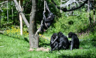 Bonobos are seen during the reopening of Cologne's zoo during the coronavirus crisis on May 5
