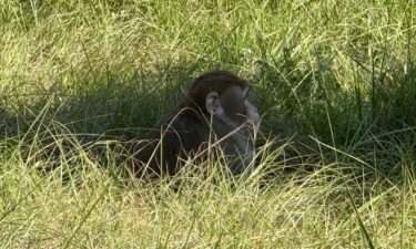 A research monkey sits in the grass in Heidelberg