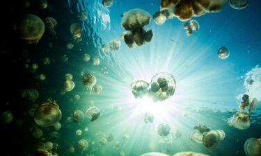 The author (left) and a friend admire a jellyfish in action.