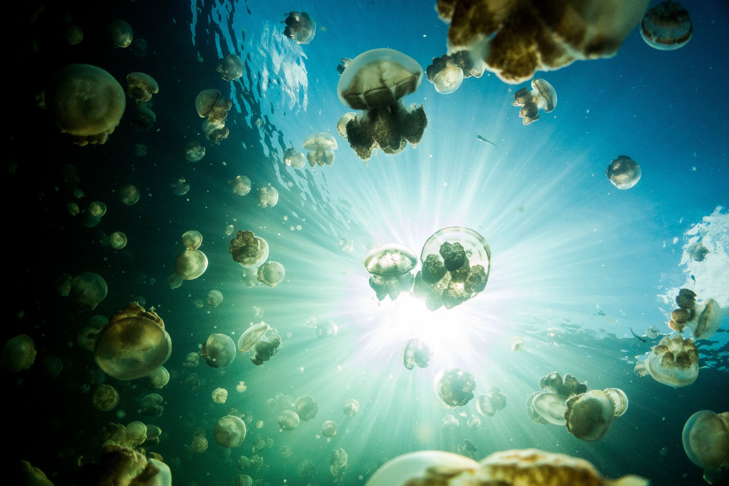<i>Lilit Marcus/CNN via CNN Newsource</i><br/>The author (left) and a friend admire a jellyfish in action.
