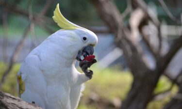 A sulphur-crested cockatoo eats a red-colored almond as part of the experiment.
