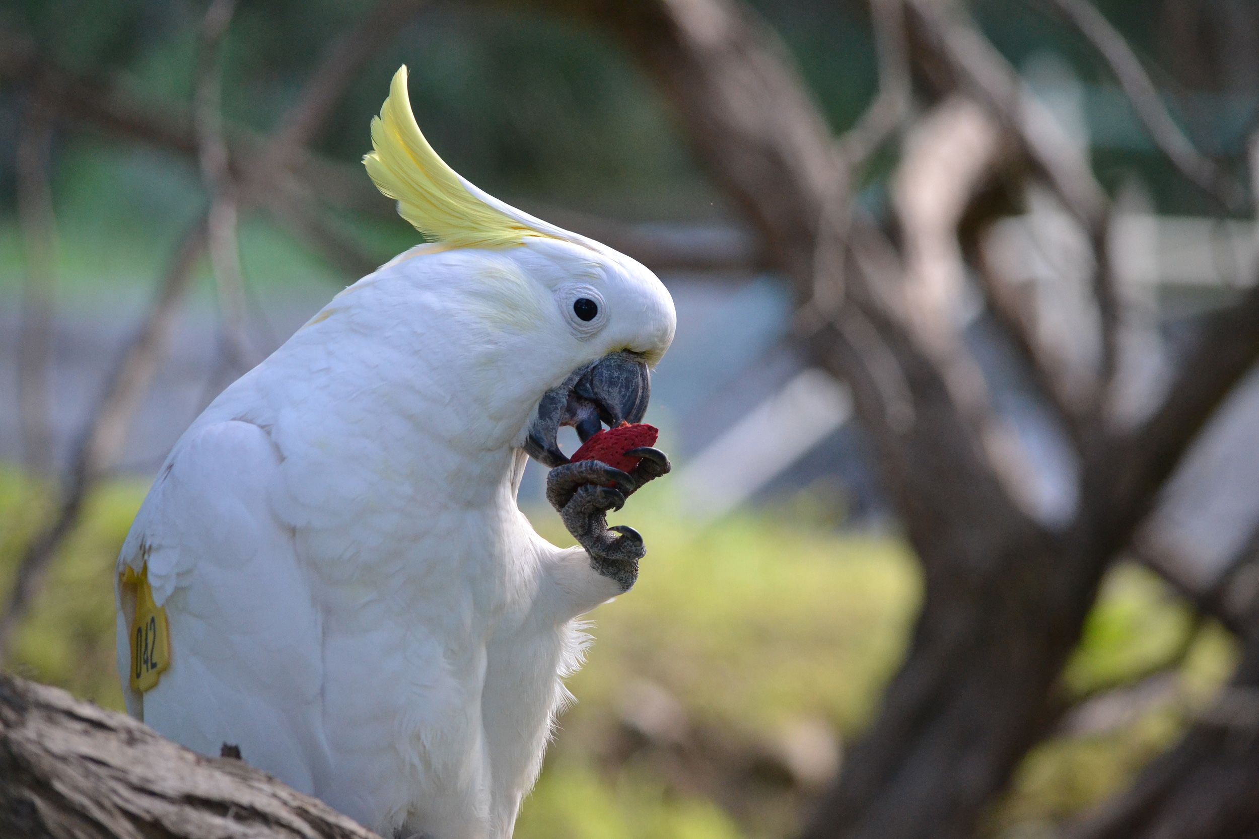 <i>Julia Penndorf via CNN Newsource</i><br/>A sulphur-crested cockatoo eats a red-colored almond as part of the experiment.