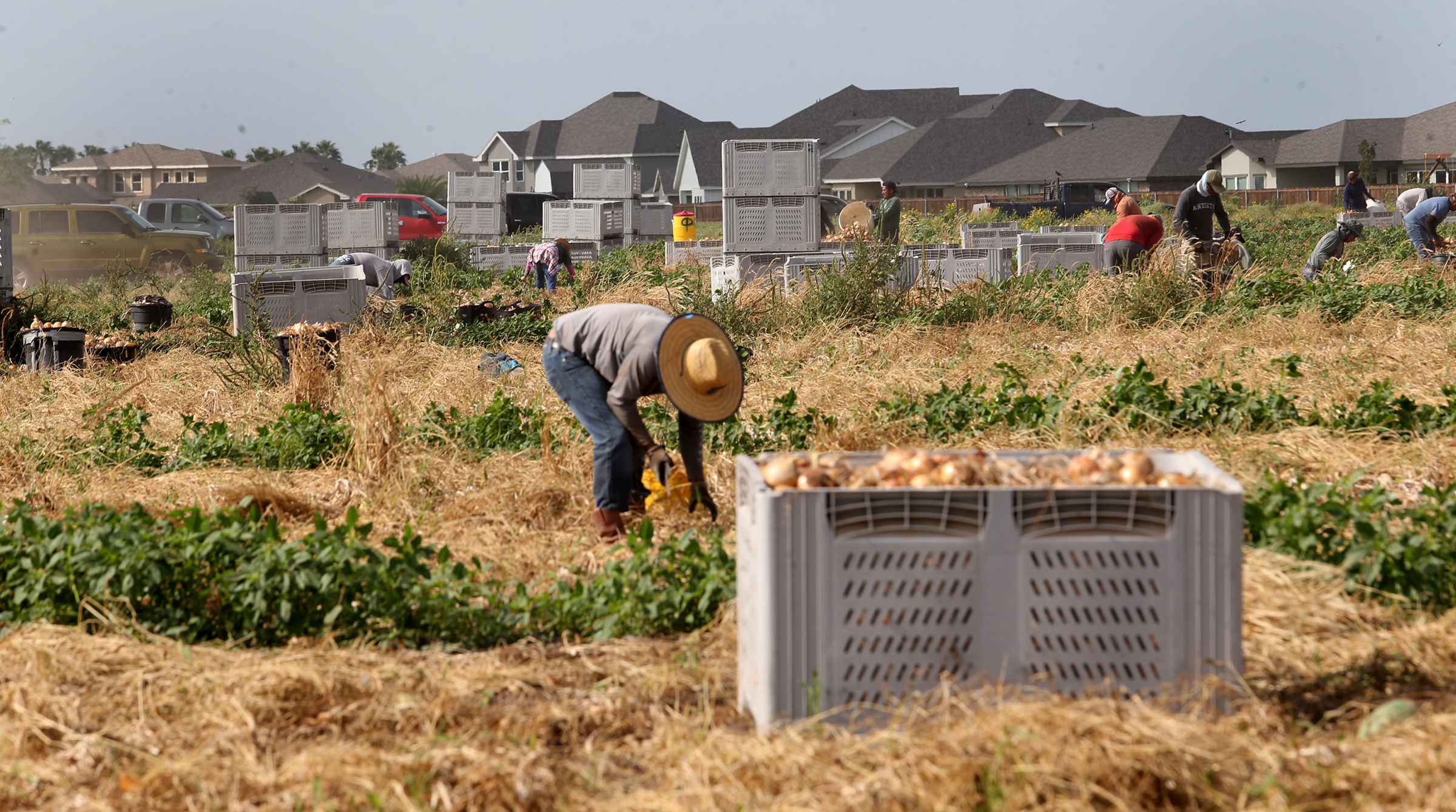 Parkinson’s Disease Is Consistently Linked to Pesticide Exposure. Farmworkers — and Nearby Communities — Are at Risk in Texas’ Rio Grande Valley. 