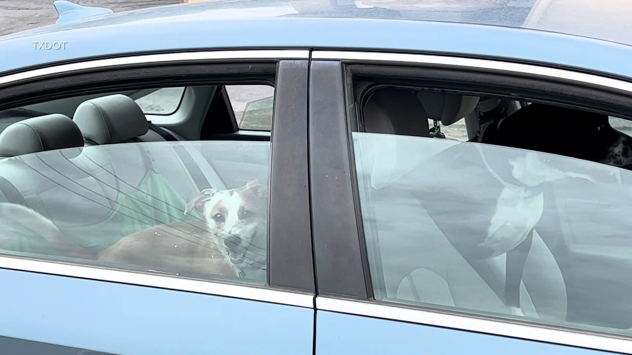 Look before you lock: Experts warn to never leave kids, pets in a car