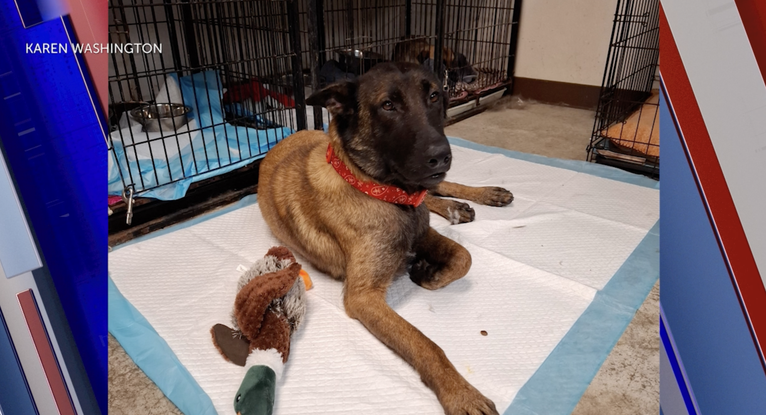 Sunday Funday: Mila the Belgian Malinois