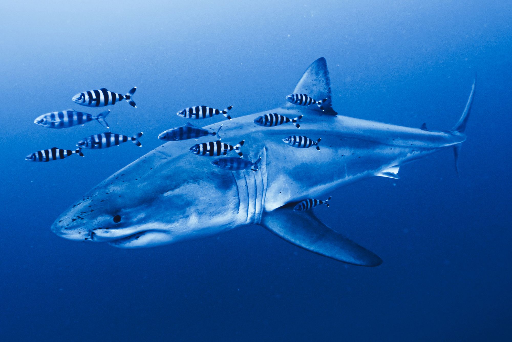 <i>Healthy Seas/Ghost Diving/SDSS via CNN Newsource</i><br/>