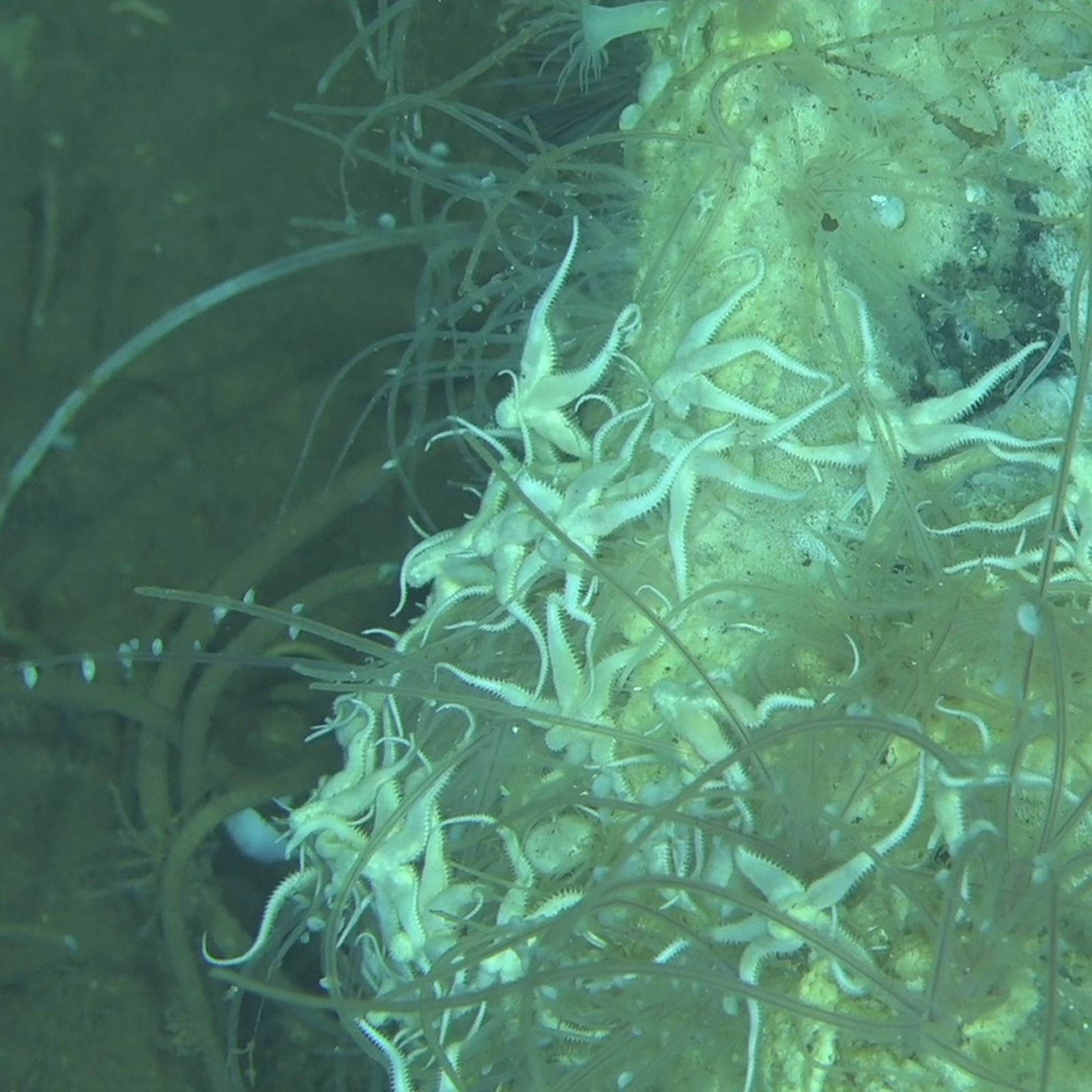 <i>Global TREnD via CNN Newsource</i><br/>Fossil skulls of three beaked whales recovered from the seafloor in the Diamantina Zone. The image shows two extinct beaked whale species (top two) as well as an extant species.
